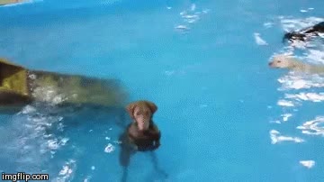perro,piscina,nadar,quieto,estatico,confundido