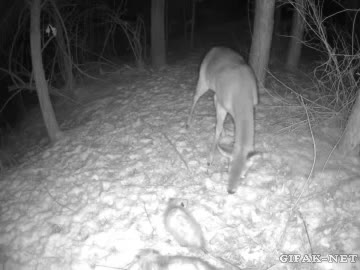 zarig&uuml;eya,susto,parece que no lo ha visto,ciervo,asustar,inesperado