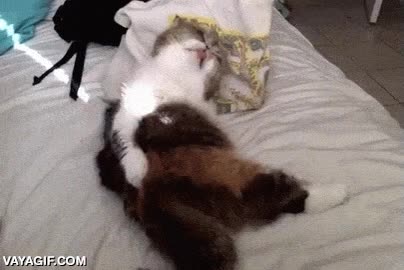 acariciar,gato,reflejo,reaccion,extra&ntilde;a,curiosa