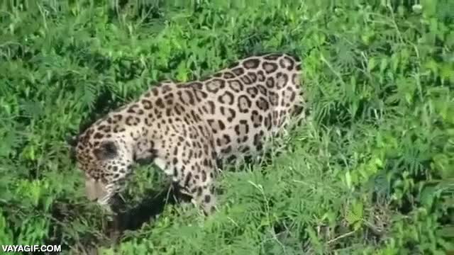 jaguar,cazar,caiman,cocodrilo,hay que tener valor para lanzarse al agua a por semejante bicho