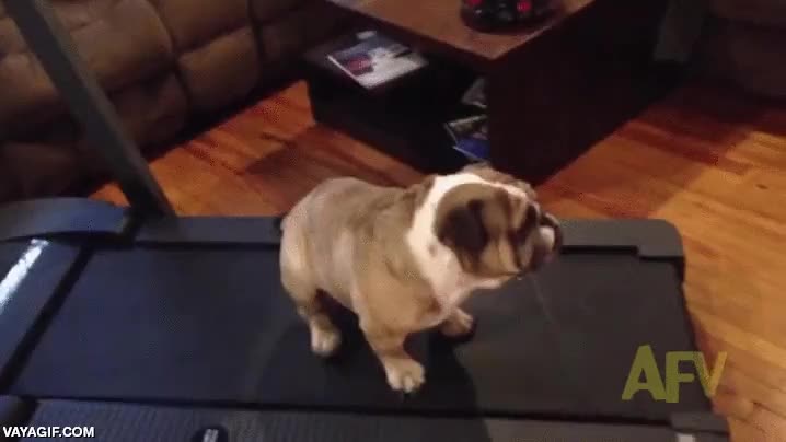bulldog,cinta de correr,ejercicio,perro,sentarse,cansado