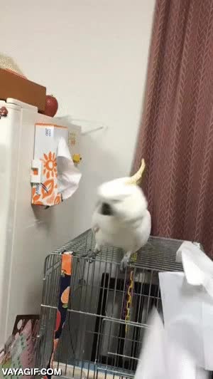 cacatua,pañuelos,quitar,arrancar,tissues,loro