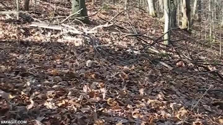 perro,hojas secas,hojarasca,oto&ntilde;o,arrastrarse