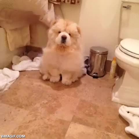 perro,leon,melena,secador,aire,pelo,pelazo al viento