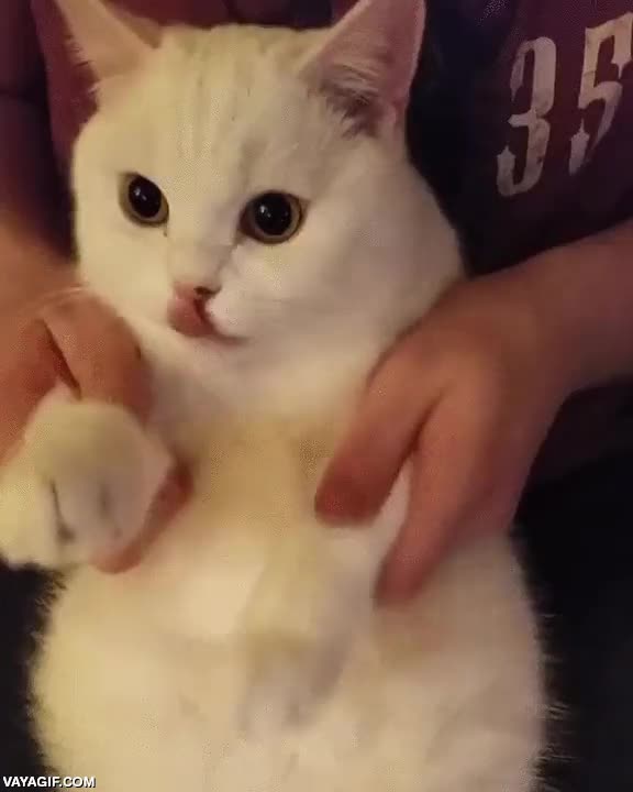 gato,troll,incordiar,lengua,besitos,adorable,mi gata me hubiera arrancado un dedo