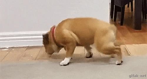 perro,bulldog,caer,de pie,dormir,dormirse,fail