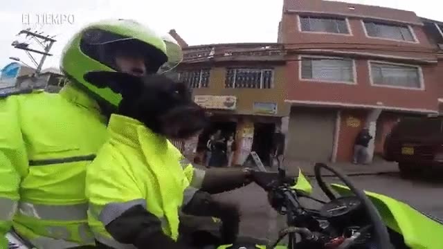 un poco temerario,perro,moto,encima,montar