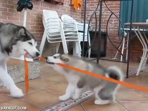 pasear,cuerda,correa,perro,husky,cachorros,jugar