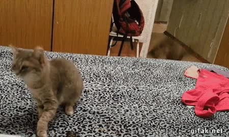 igual es sincronia mental,gato,cama,estornudo,asustarse,sobresaltar nunca mejor dicho