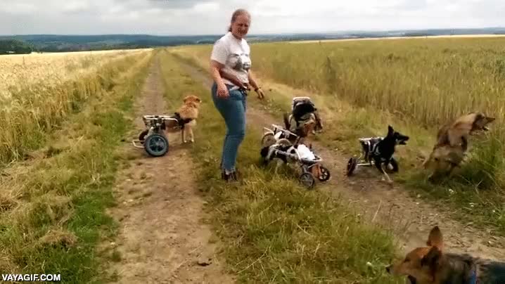mucho que aprender,sillas de ruedas,paraplejicos,jugar,cuidadora,perro