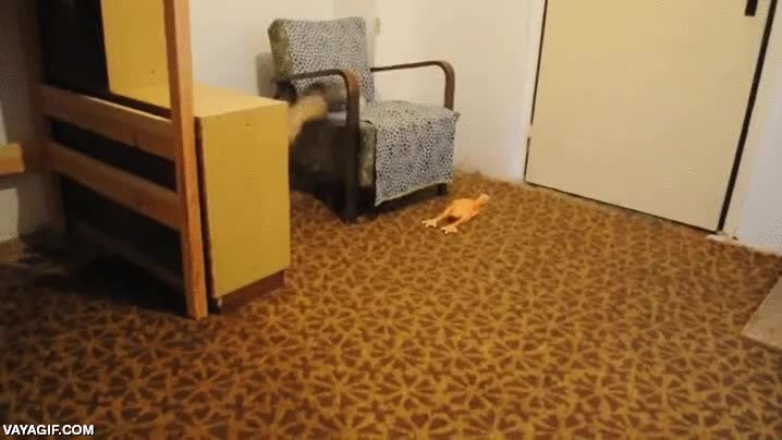 zorro,locura,euforia,jugar,correr,emocion