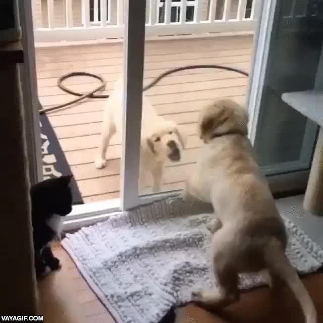 hermanos,golden,perro,gato,cristal,vidrio,invisible