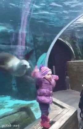 foca,ni&ntilde;a,lanzar,ir a buscar,acuario,acuarium