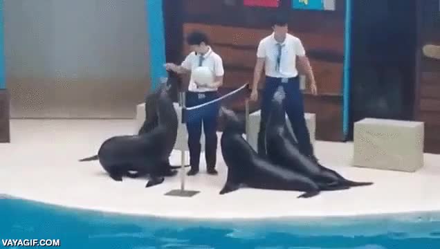 Enlace a No estoy de acuerdo con los shows con animales, pero después de esto, el voleibol con humanos es...