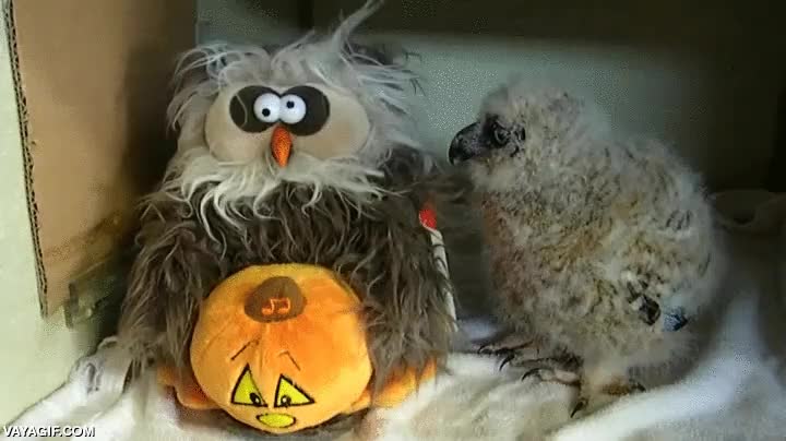 buho,mu&ntilde;eco,robot,imitar,movimiento,cr&iacute;a,polluelo