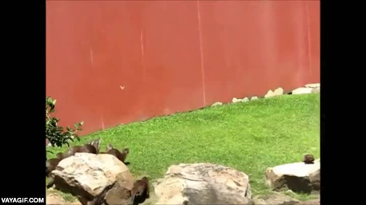 nutrias,zoologico,perseguir,mariposa,seguir,jugar