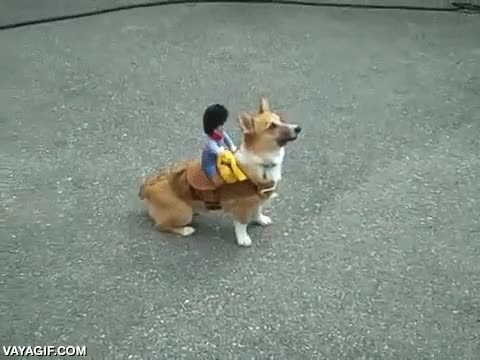 rodeo,perro,vaquero,mu&ntilde;eco