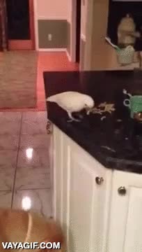 ayudar,amigos,cacatua,impagable,dar de comer,alimentar