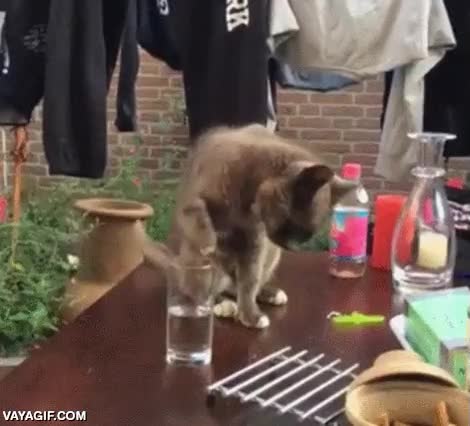 trollear,troll,trolleada,gato,mirada de odio profundo,vaso de agua,quitar