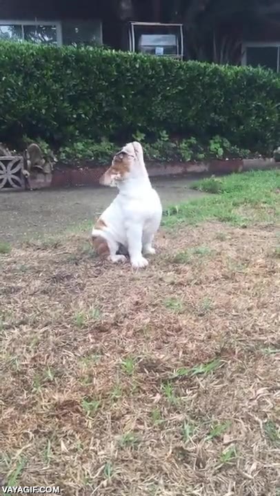 perro,perrito,lluvia,flipar,flipando,llover,lo flipa mucho,no entender