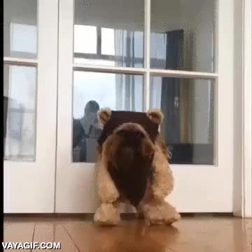 ewok,perro,pekinés,disfraz,cosplay,star wars