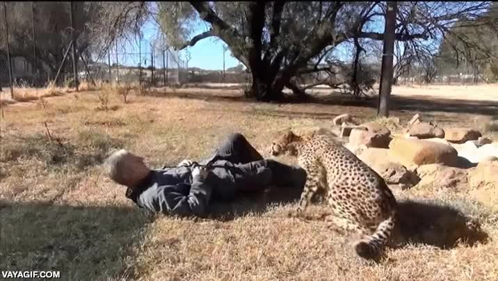 amor,guepardo,cuidador,abrazar,tumbados,besitos
