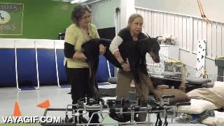 perro,andar,levantar,peque&ntilde;os pasos,poco a poco,trabajando en ello,al final hasta corre