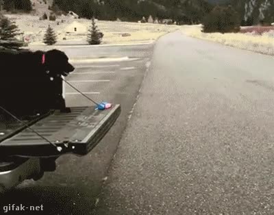 perro,saltar,peque&ntilde;o,no llegar,la intenci&oacute;n estaba ah&iacute;,camioneta,buen intento