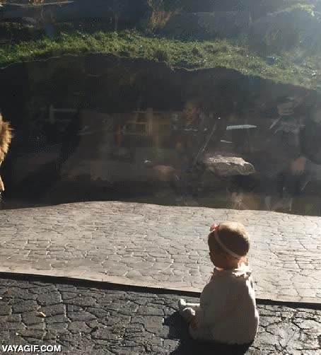 leon,ni&ntilde;a,bebe,ni se inmuta,yo estar&iacute;a muerto de miedo,zoologico