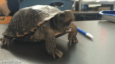 sue&ntilde;o,bostezar,bostezo,tortuga,pedazo de u&ntilde;as,te ha hecho bostezar y lo sabes