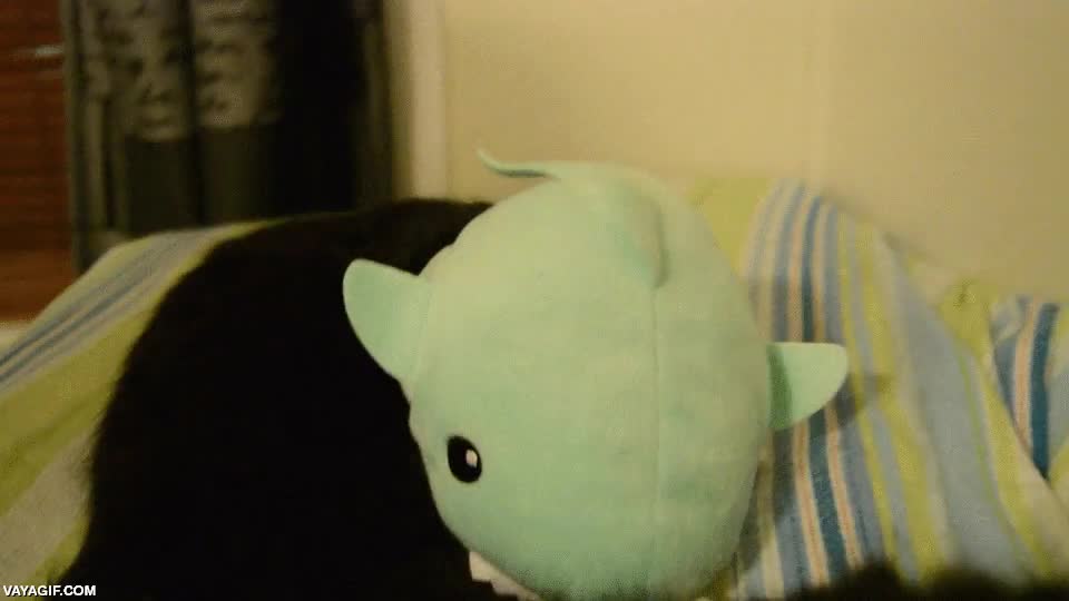 tiburon,gato,gorro,peluche,bostezar,bostezo