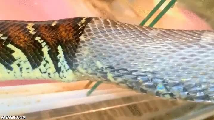 serpiente,piel,cambiar,mudar,de una,como quien pela un chorizo