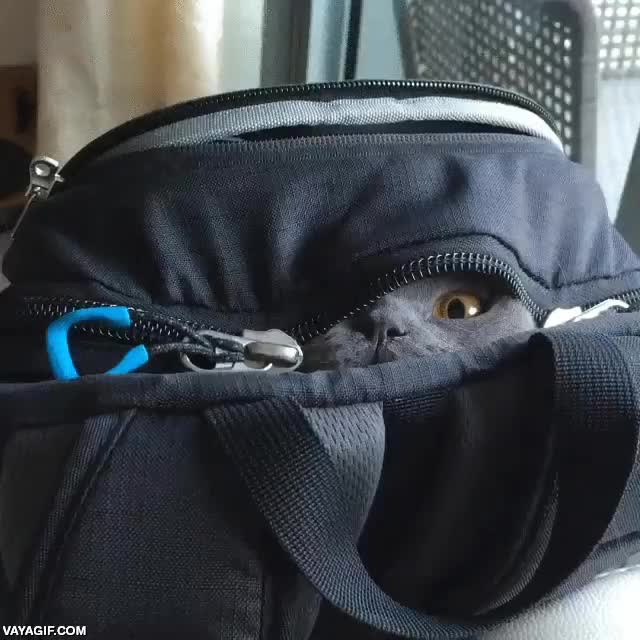 ninja,gato,mochila,escondido,atacar,ataque sorpresa