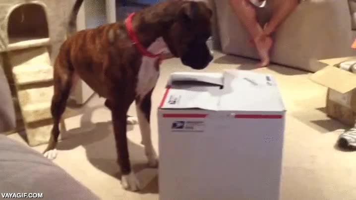 gato,perro,bufarse,no molestar,que mal genio,enfadado