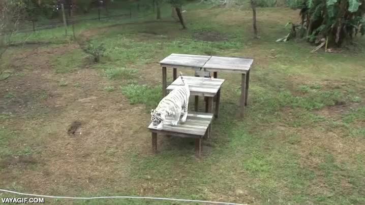 tigre,albino,blanco,calabaza,morder,mordisquear,jugar,esa sonrisa del final...