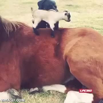 tobogan,cabra,cria,deslizarse,resbalar,perro,caballo