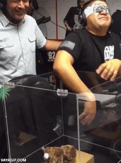 ojos vendados,percepci&oacute;n,tocar,oso de peluche,programa de radio,trolleada,ara&ntilde;a