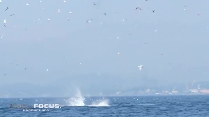 Enlace a Las orcas no miden la fuerza cuando lanzan a las focas fuera del agua, menudo viaje