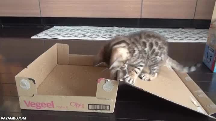 puro instinto felino,gato,cachorro,jugar,gatito,solid snake aprueba esto