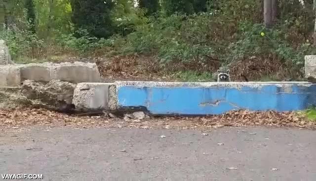 mapache,guacamole,levantar cabeza,esconderse,sacar la cabeza