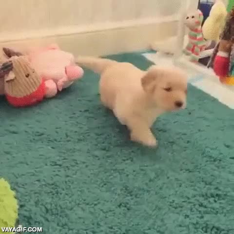 adorable,muero de amor,perro,cachorro,golden retriever