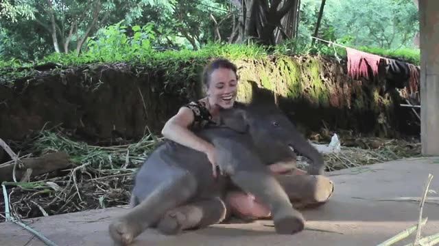 elefante,cr&iacute;a,cari&ntilde;itos,mimos,mimoso,chica