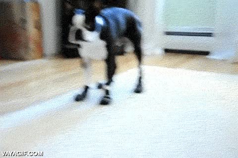 evitar,perro,calcetines,zapatos,torpe,torpeza