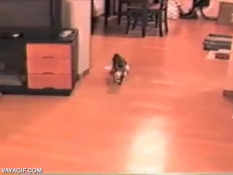 gatito,gato,jugar,ir a buscar,cachorro