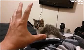 gato,gatito,la fuerza,asustarse,se le va la olla,jedi