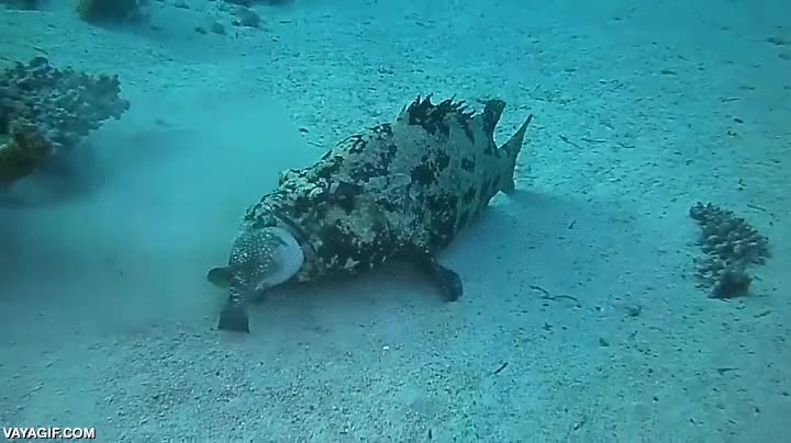 pez globo,mero,escapar de una muerte segura,pez,pescado