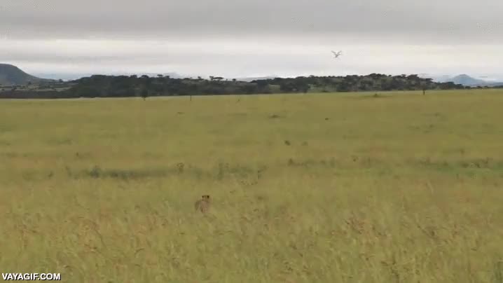 Enlace a Intentar grabar con naturalidad a un guepardo mediante un dron no parece surtir mucho efecto