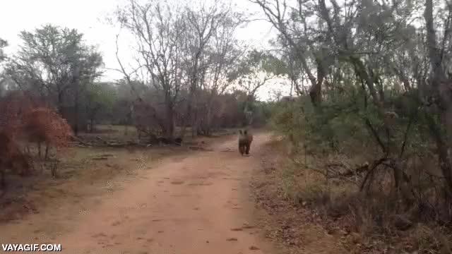 cargar,rinoceronte,cria,bebe,jugar,divertido