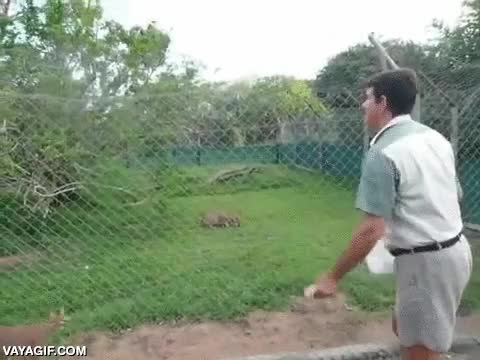 caracal,gato,salvaje,potencia de salto,a pie parado se levanta dos metros