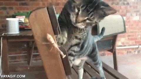 tigresa,mantis,kung-fu panda,insecto,gato,jugar